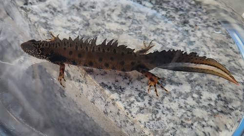 Danube Crested Newt, Beravci, Hrvatska, photo 5 of 10