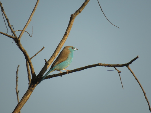 Angolees blauwfazantje (Uraeginthus angolensis)