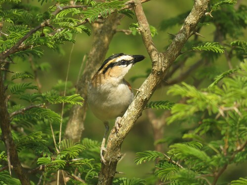 Chagra del Senegal (Tchagra senegalus)