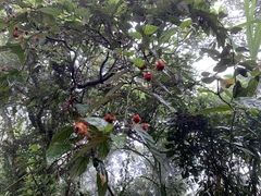 Rubus swinhoei