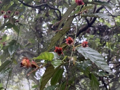 Rubus swinhoei