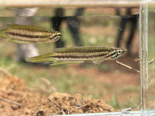 Banded panchax (Epiplatys bifasciatus) — Nothobranchiidae — 4