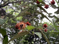 Rubus swinhoei