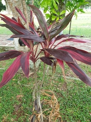 Cordyline fruticosa