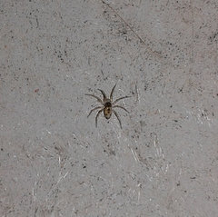 Oecobius maculatus