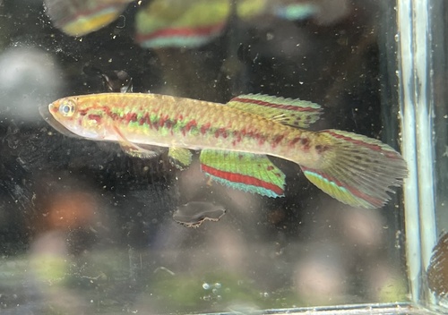 Gery's Killifish