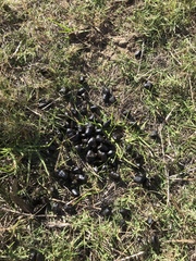 Alcelaphus buselaphus caama