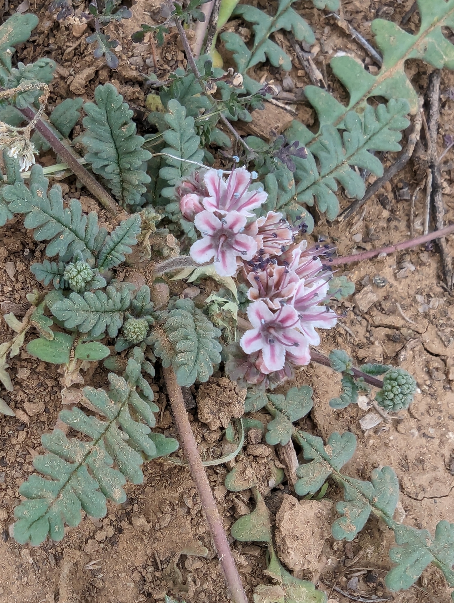 Phacelia arizonica