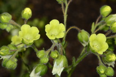 Emmenanthe penduliflora penduliflora