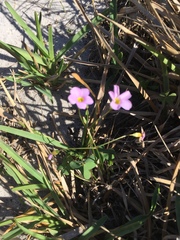 Oxalis caprina