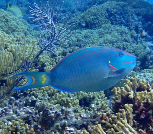 Stoplight Parrotfish