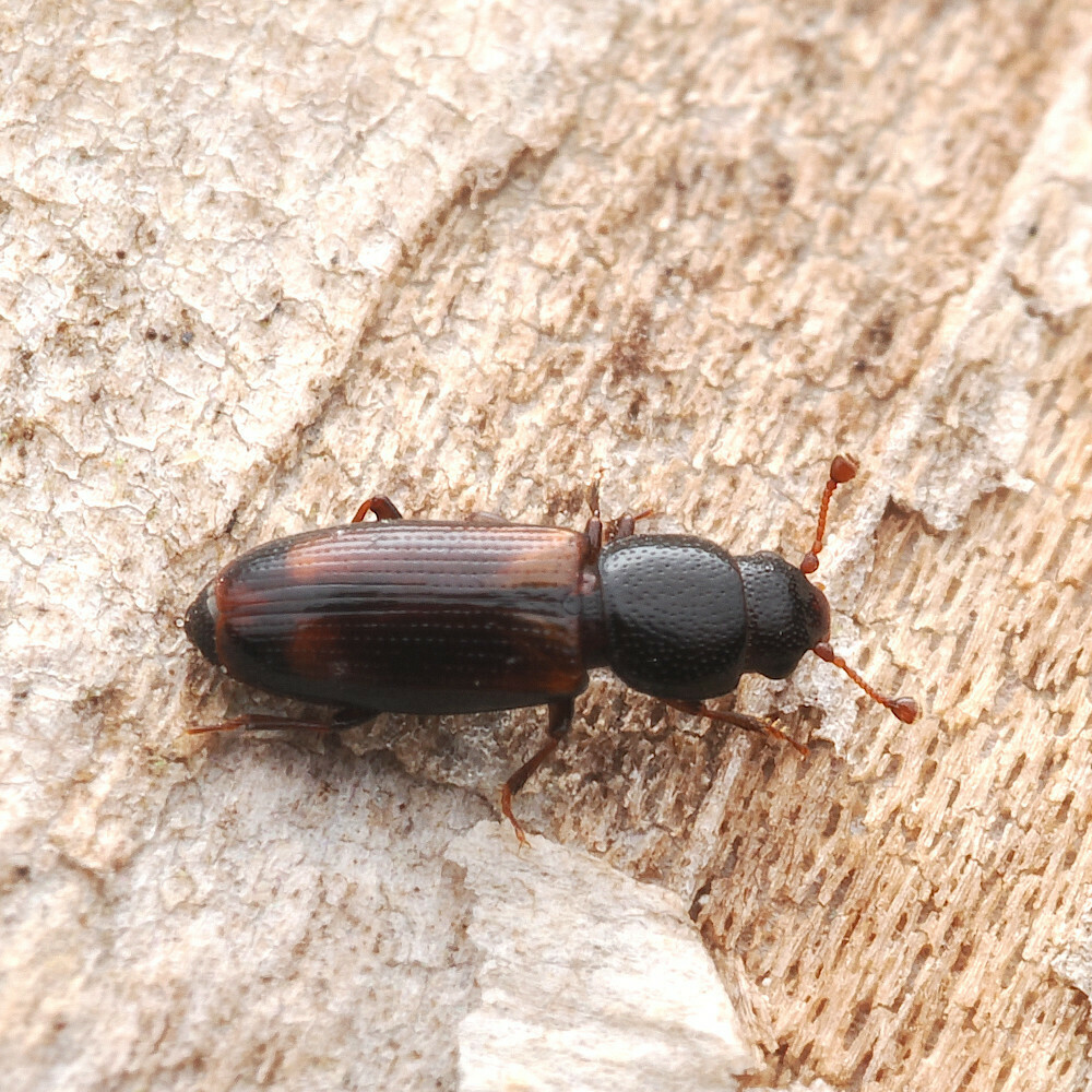 Rhizophagus parviceps