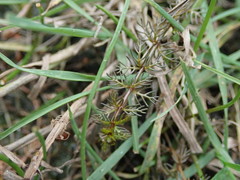 Myriophyllum triphyllum