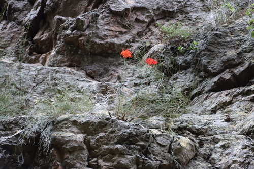 Image of Nerine sarniensis by (c) Tony Rebelo, some rights reserved (CC BY-SA)