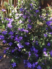 Barleria obtusa