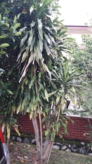 Dracaena fragrans