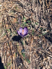 Crocus heuffelianus