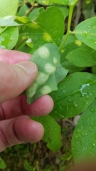 Exobasidium vaccinii