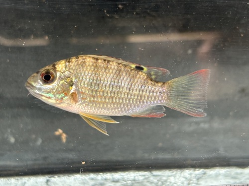 Louka tilapia (Coptodon louka) — Cichlidae