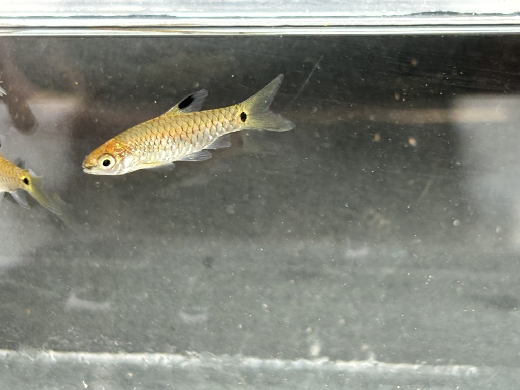 Sierra Leone barb (Enteromius leonensis) — Cyprinidae