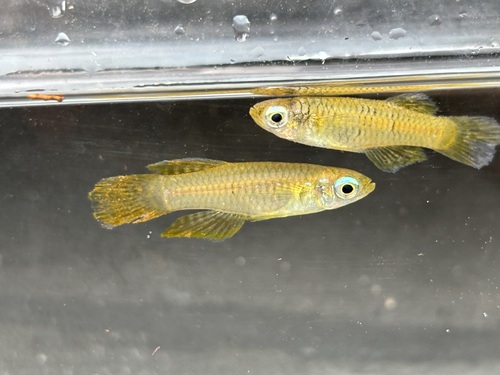 Blue-eye (Poropanchax normani) — Poeciliidae — 5