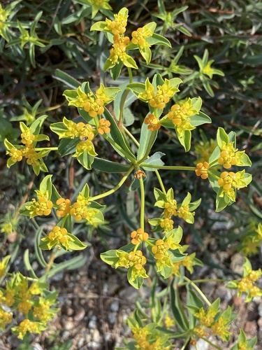Euphorbia austroanatolica