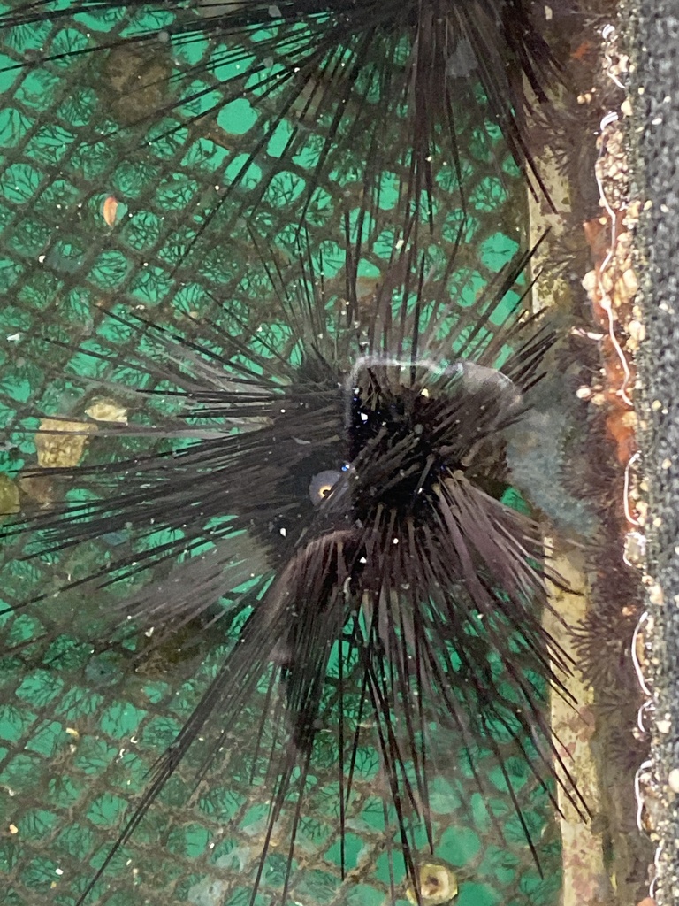 Diadema setosum