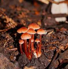Laccaria canaliculata