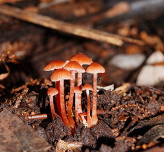 Laccaria canaliculata
