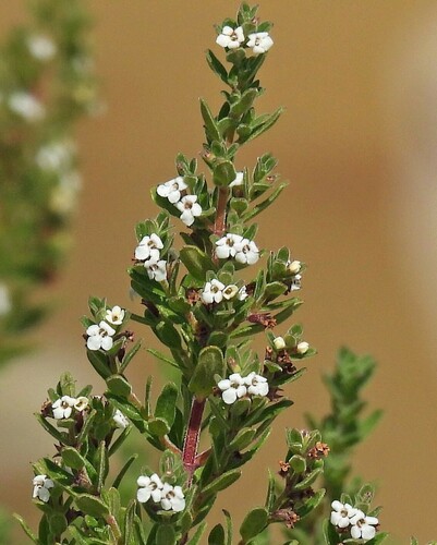 Menta de árbol