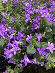 Campanula poscharskyana