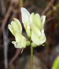 Astragalus breweri