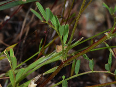 Astragalus breweri
