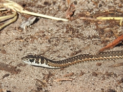 Psammophis leightoni
