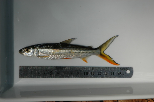Tigerfish (Hydrocynus forskahlii) — Alestidae — 5