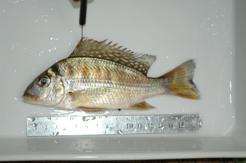 Upper Guinea tylochromis (Tylochromis leonensis) — Cichlidae