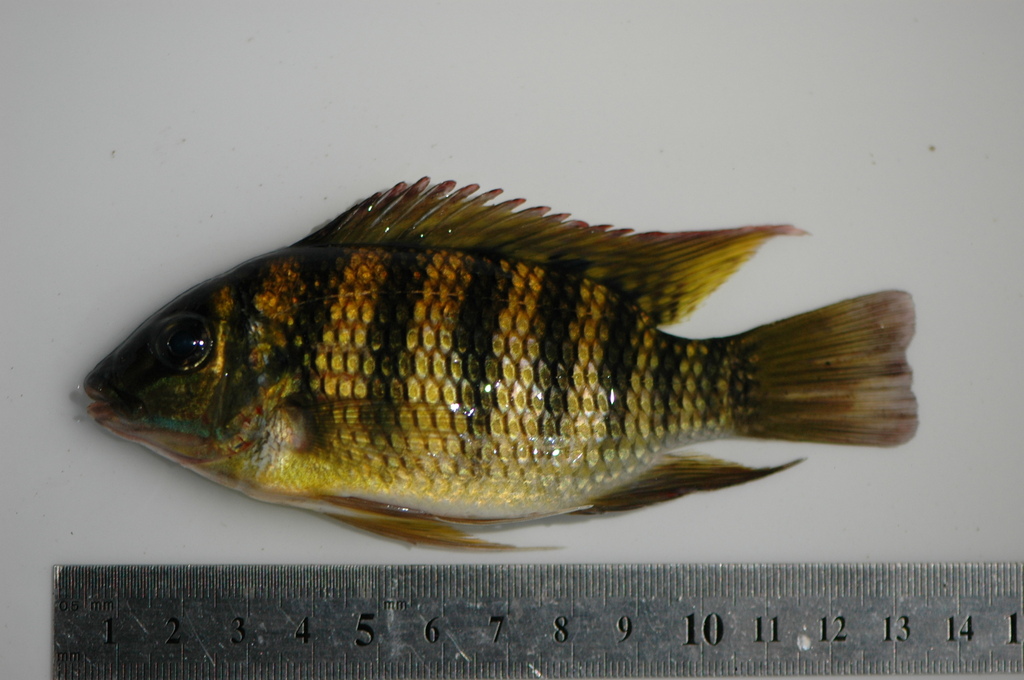 Shortfin tilapia (Tilapia brevimanus) — Cichlidae