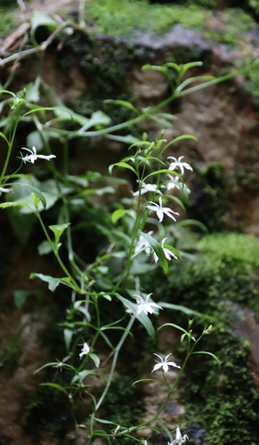 Image of Lobelia pubescens by (c) Tony Rebelo, some rights reserved (CC BY-SA)
