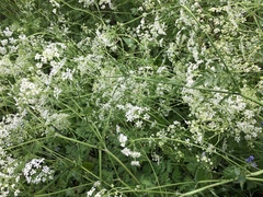 Anthriscus sylvestris