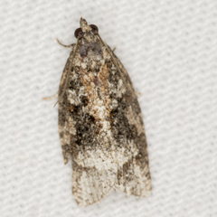 Thrincophora signigerana