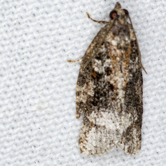 Thrincophora signigerana