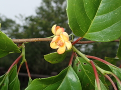 Schisandra arisanensis