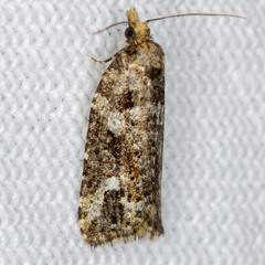 Thrincophora signigerana