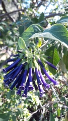 Iochroma cyaneum