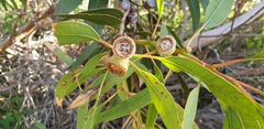 Eucalyptus cosmophylla