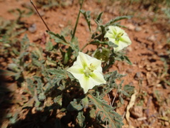 Chamaesaracha coniodes