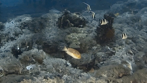 Japanese swallow (Genicanthus semifasciatus) — Pomacanthidae