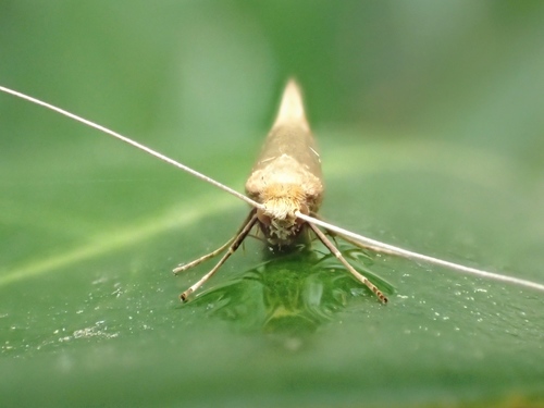 Geltonoji Ilgaūsė Makštinė Kandis nuotrauka