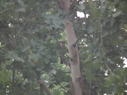 Common Hoopoe