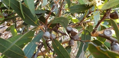 Eucalyptus cosmophylla